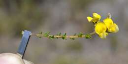 Image of Aspalathus microphylla DC.