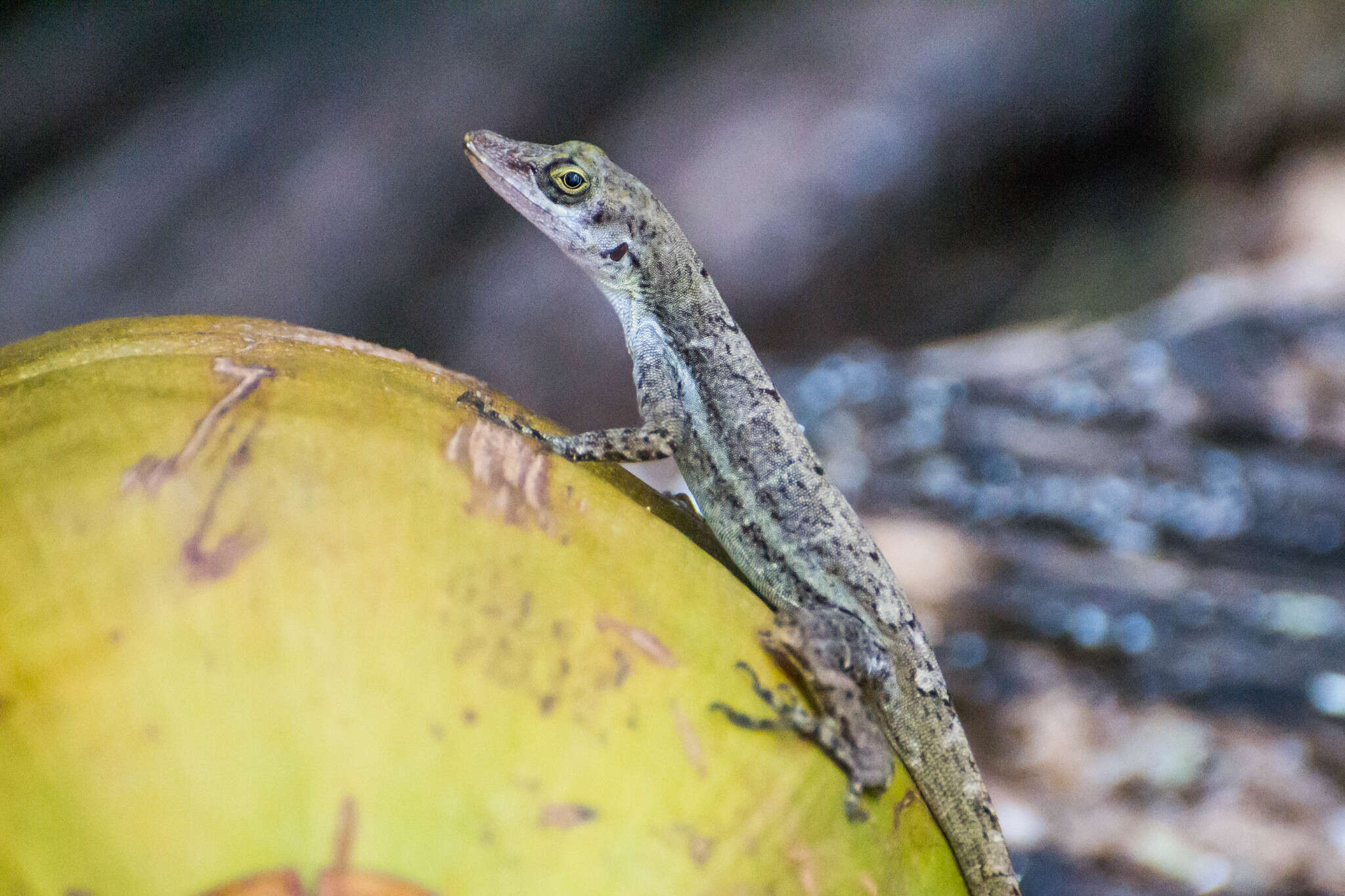 Imagem de Anolis concolor Cope 1862