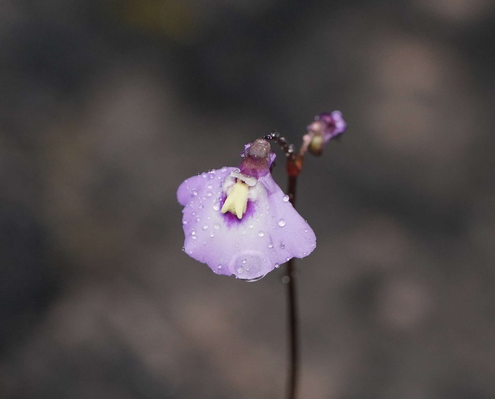 Image of Utricularia grampiana R. W. Jobson