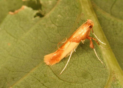 Image of Caloptilia alchimiella (Scopoli 1763)