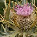 Image of Cirsium isophyllum (Petr.) Grossh.