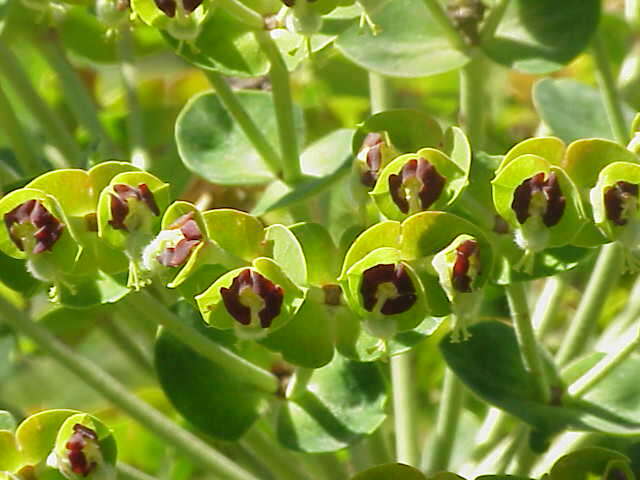 Image of Albanian spurge