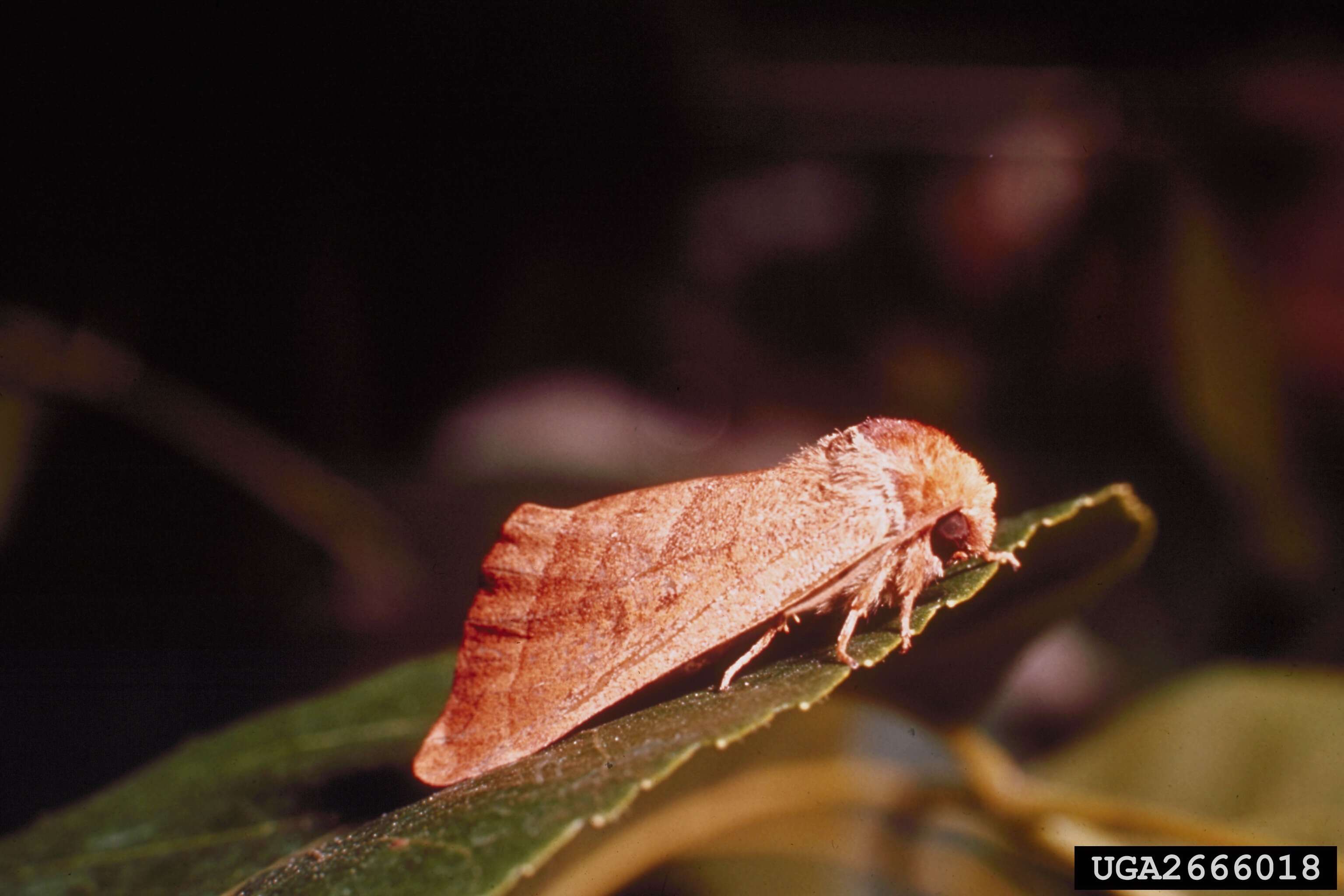 Image of Walnut Caterpillar Moth