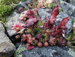 Image of Sempervivum vicentei Pau