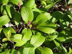 Image of netleaf willow