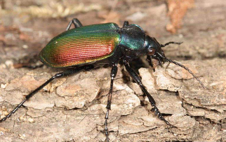 Image of forest caterpillar hunter