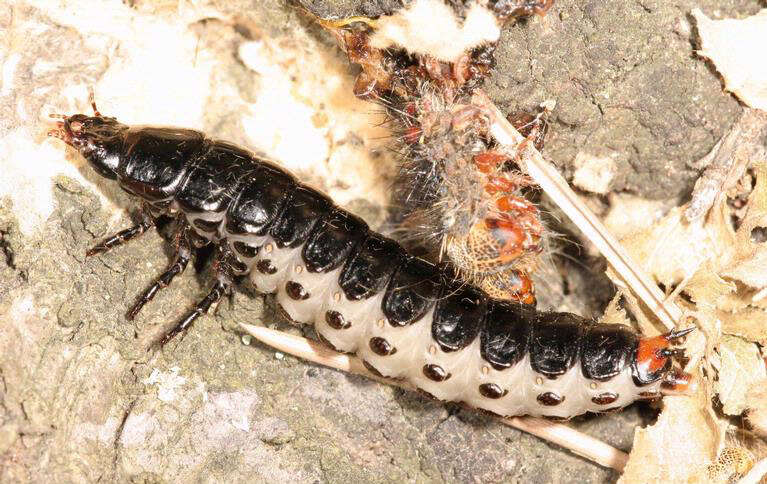 Image of forest caterpillar hunter