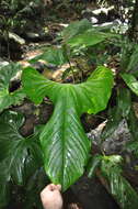 Image of Anthurium ravenii Croat & R. A. Baker