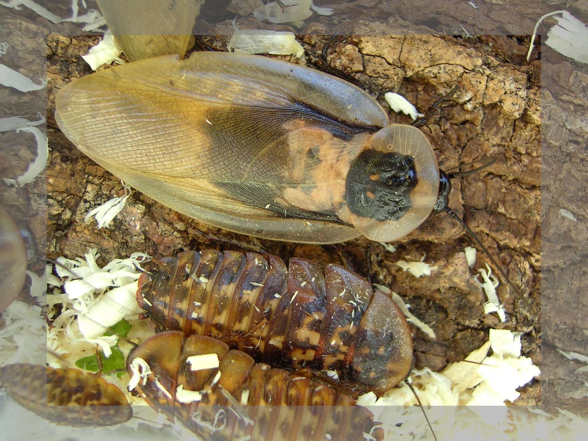 Image of Caribbean Giant Cockroach