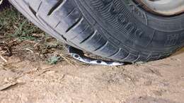 Image of Barred Wolf Snake