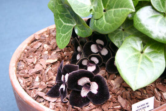 Image of Wild ginger