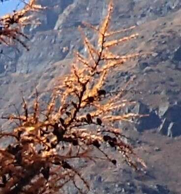 Image of Sikkim Larch