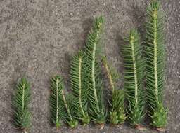 Image of Norway spruce