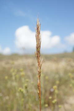 Imagem de Helictochloa compressa (Heuff.) Romero Zarco