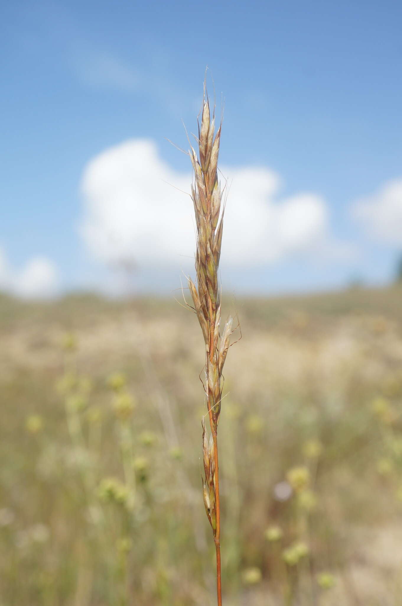 صورة Helictochloa compressa (Heuff.) Romero Zarco