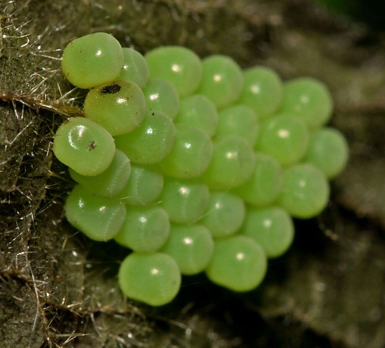 Image of Green shield bug