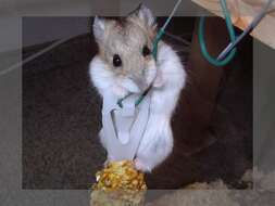 Image of Dzhungarian Hamster