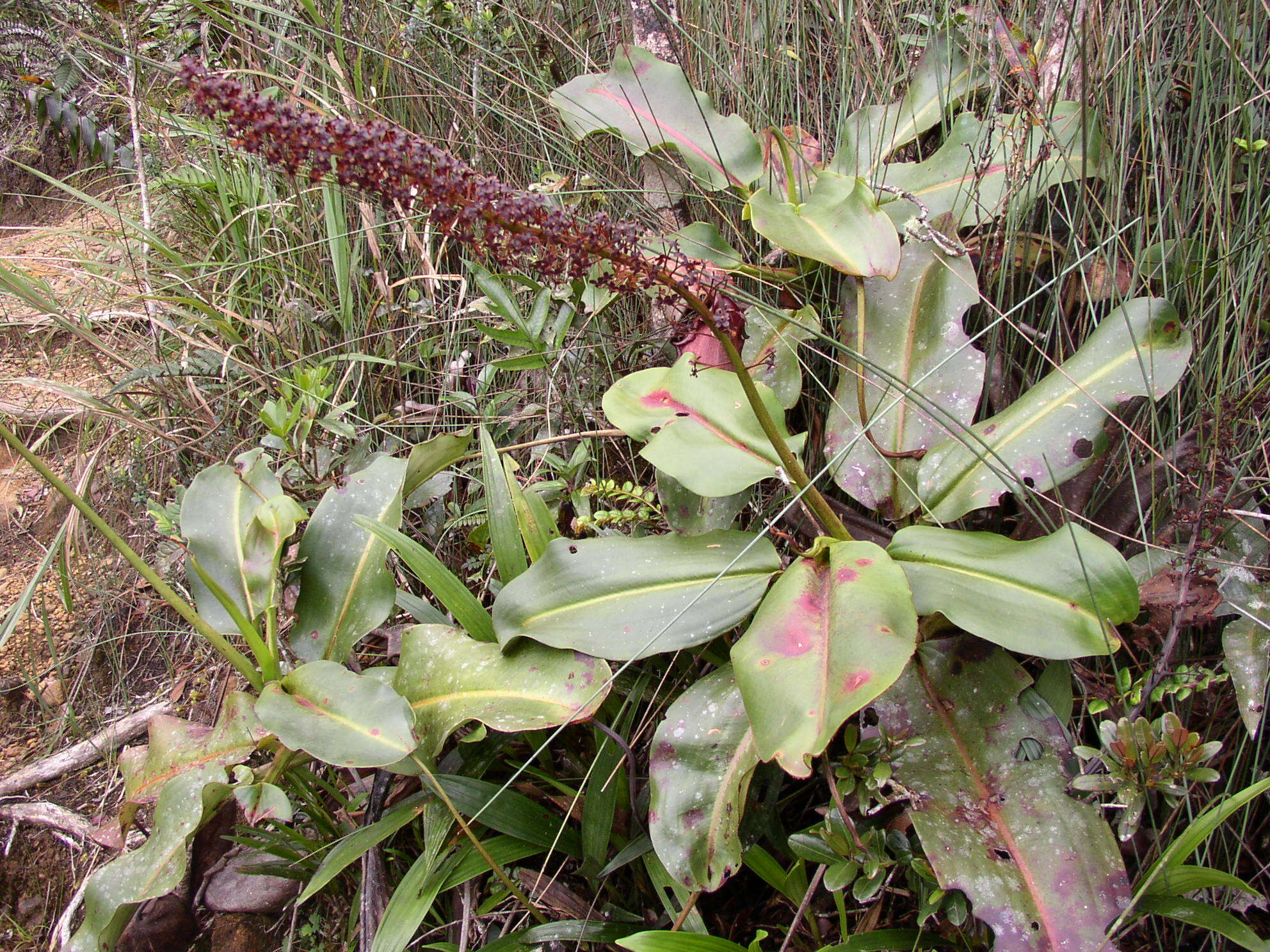 Image of Giant Malaysian Pitcher Plant