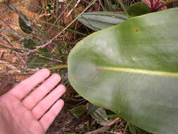 Image of Giant Malaysian Pitcher Plant