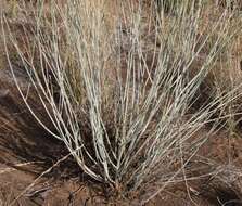 Sivun Gomphocarpus filiformis (E. Mey.) D. Dietr. kuva