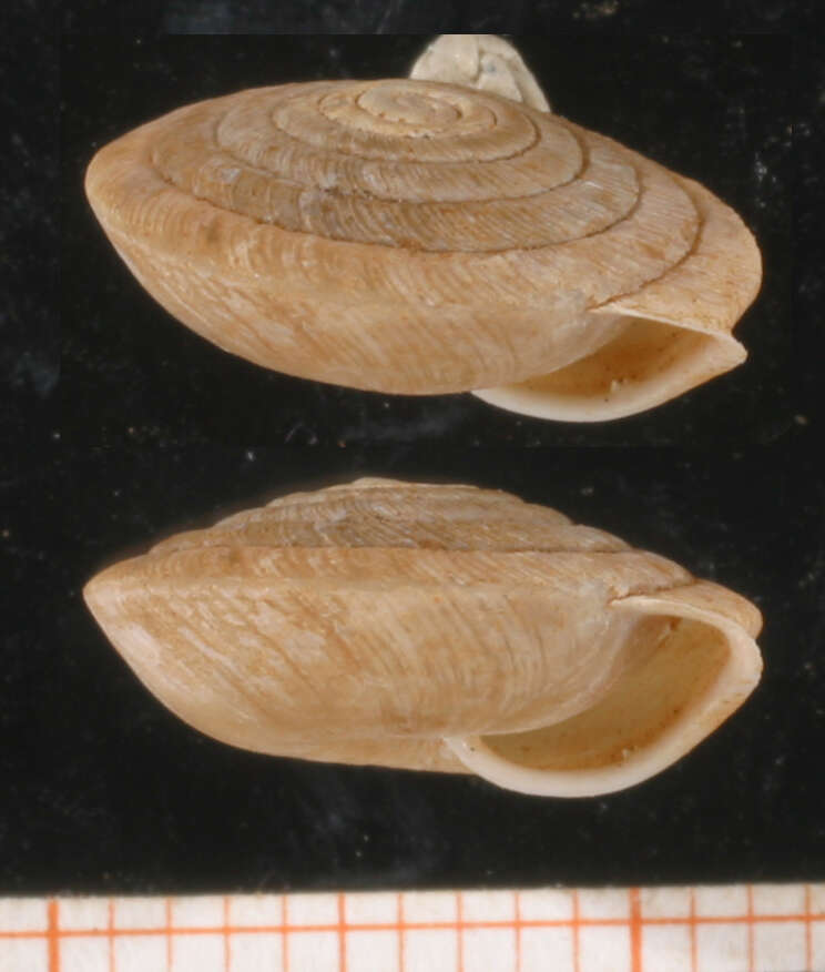 Image of Lindholmiola lens (A. Férussac 1832)