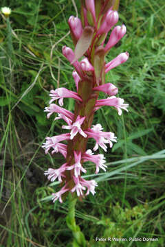 Image of Satyrium macrophyllum Lindl.