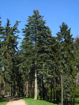 Image of white fir