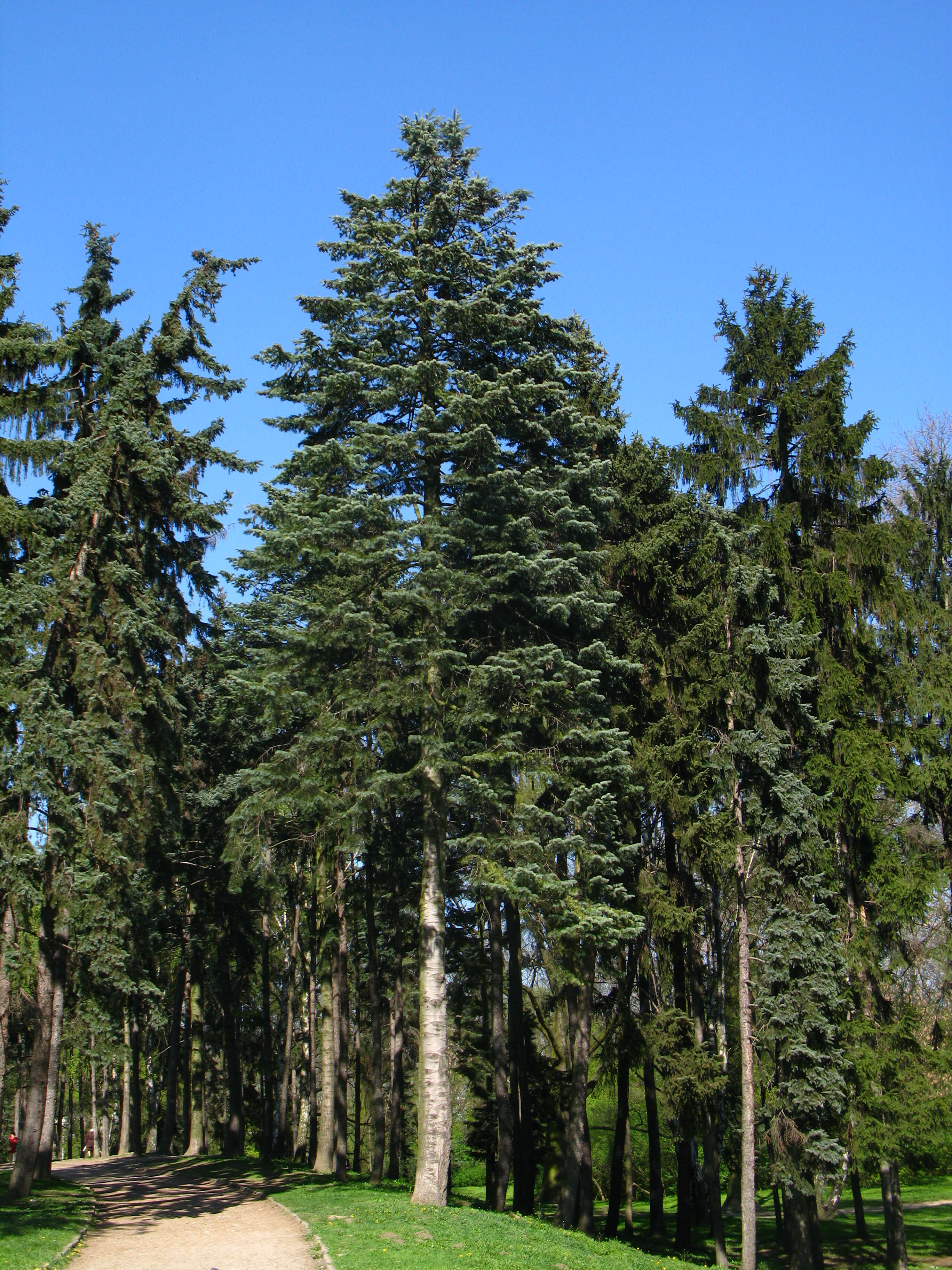 Image of white fir