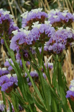 Image de Limonium sinuatum (L.) Miller