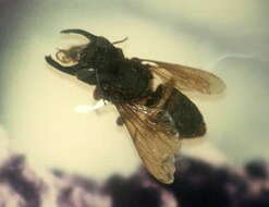 Image de Megachile pluto Smith 1860