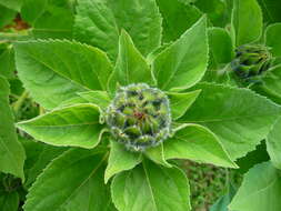 Image of common sunflower