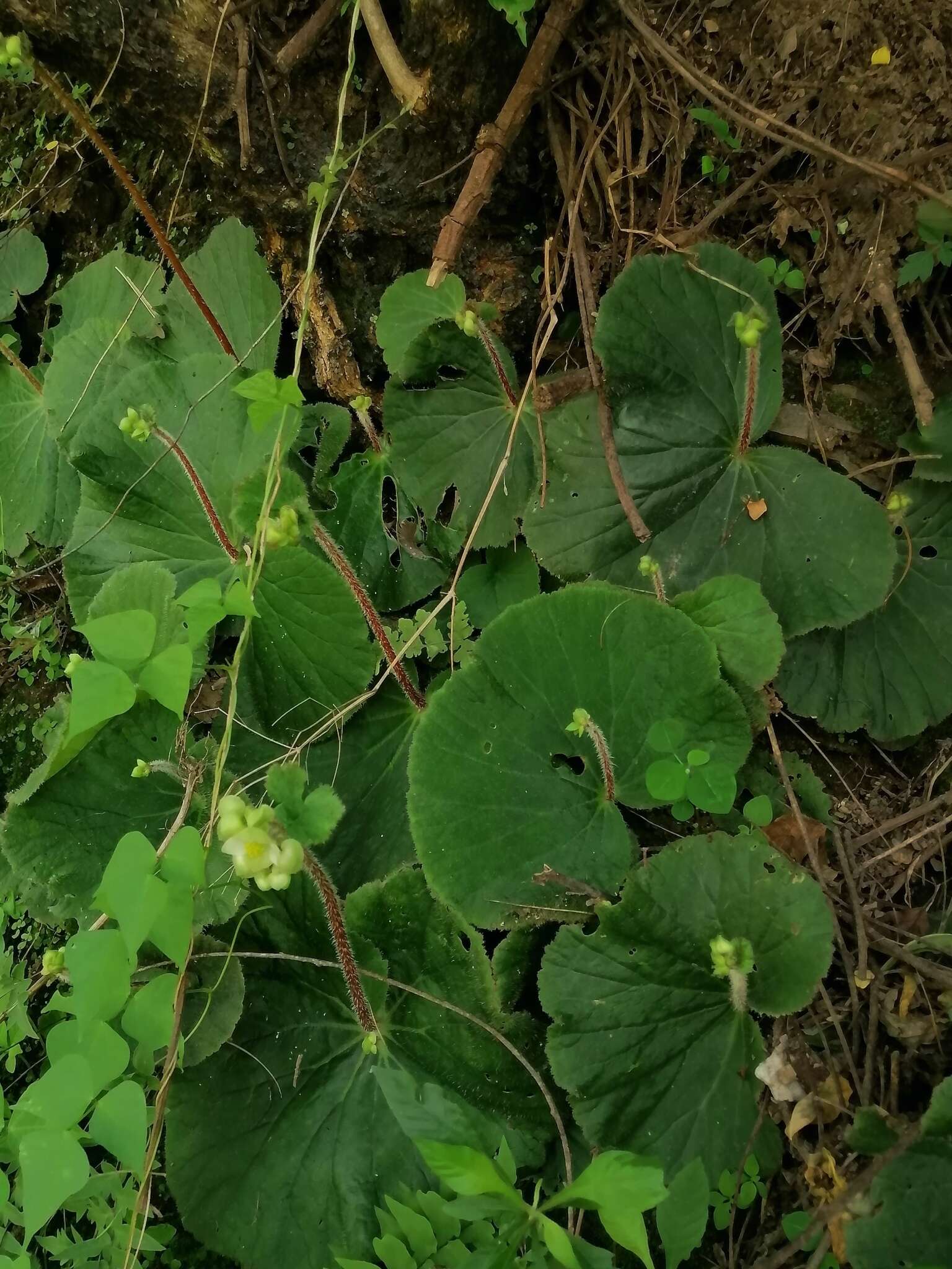 Слика од Begonia monophylla Pav. ex A. DC.