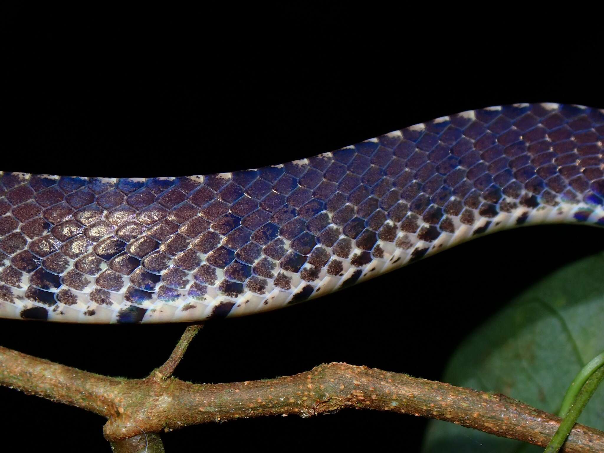 Image of Asthenodipsas vertebralis (Boulenger 1900)