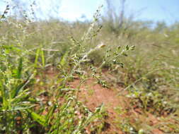 Image of Arizona signalgrass