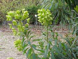 Image of Albanian spurge