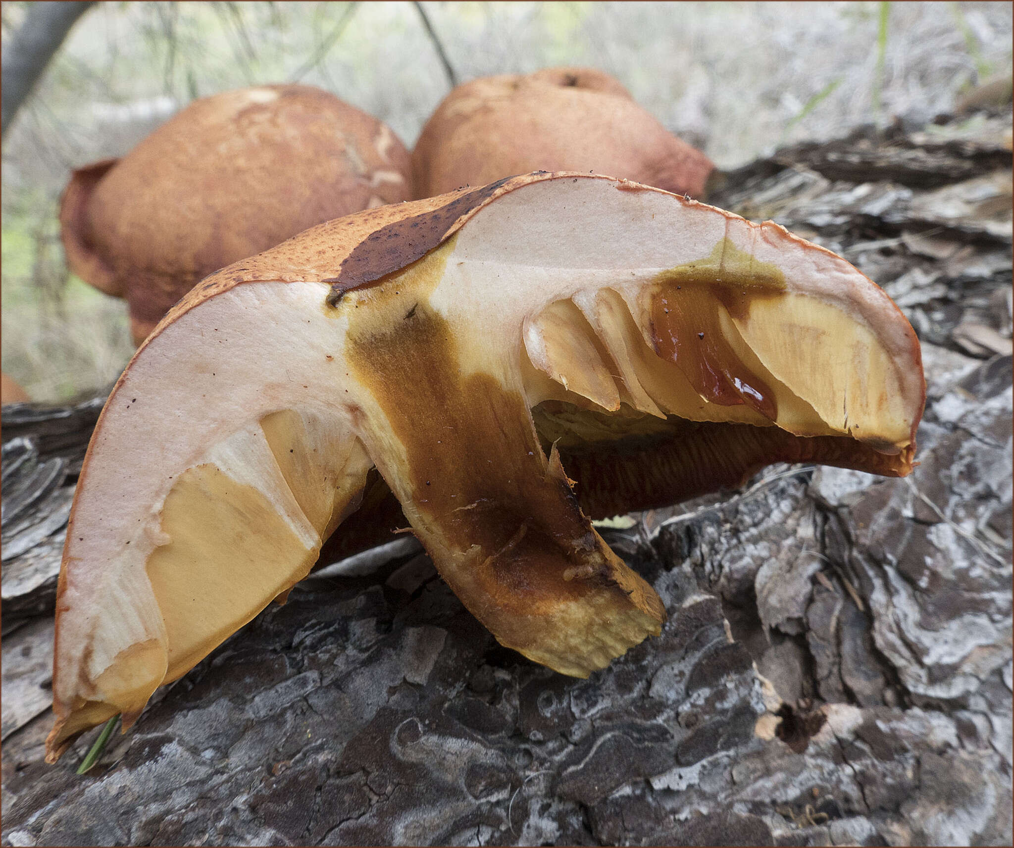 Image of Gymnopilus thiersii M. T. Seidl 1989