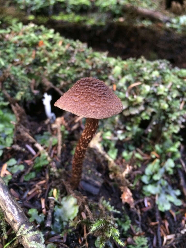 Image of Inosperma calamistratum