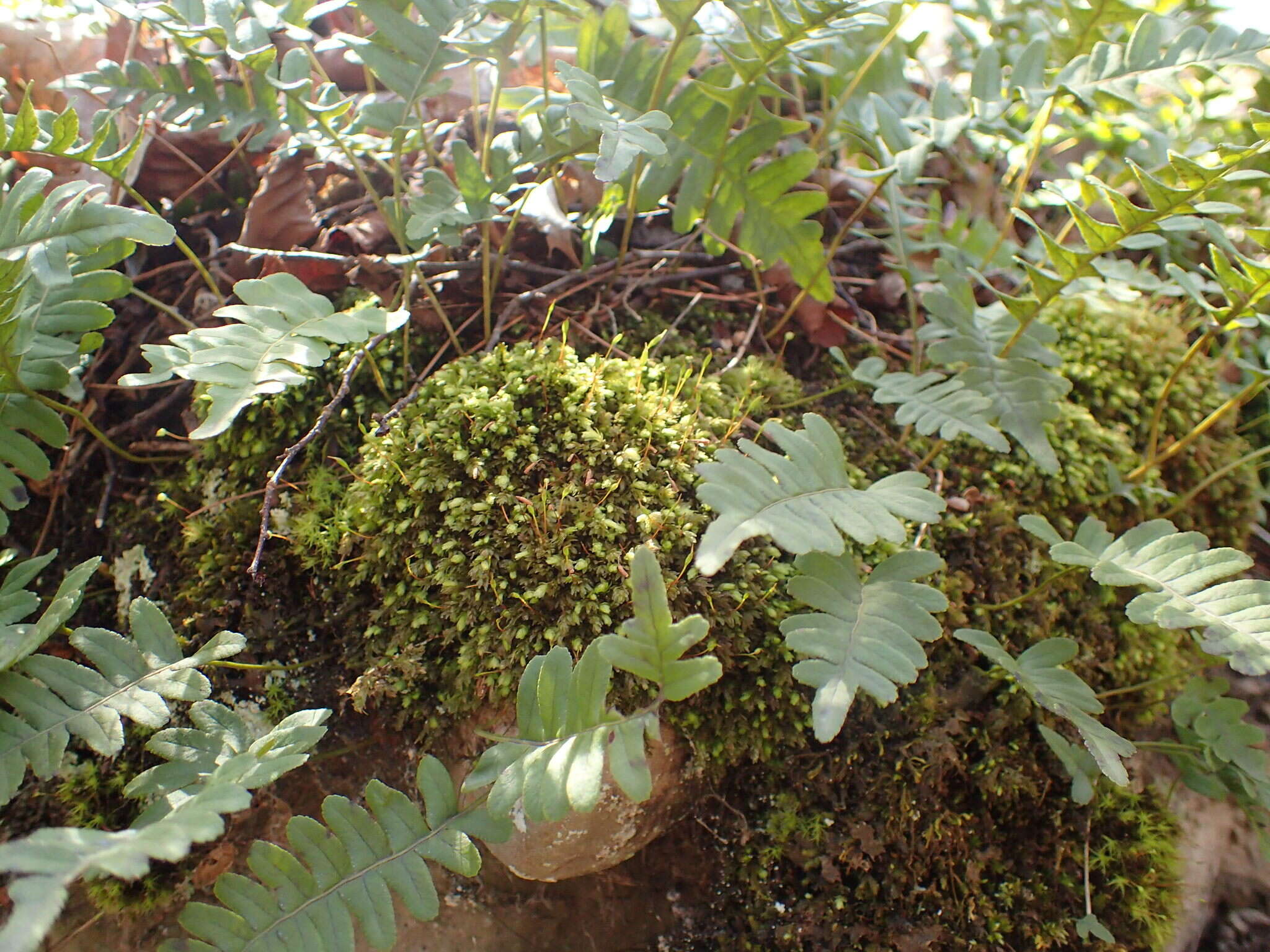 Image of aulacomnium moss