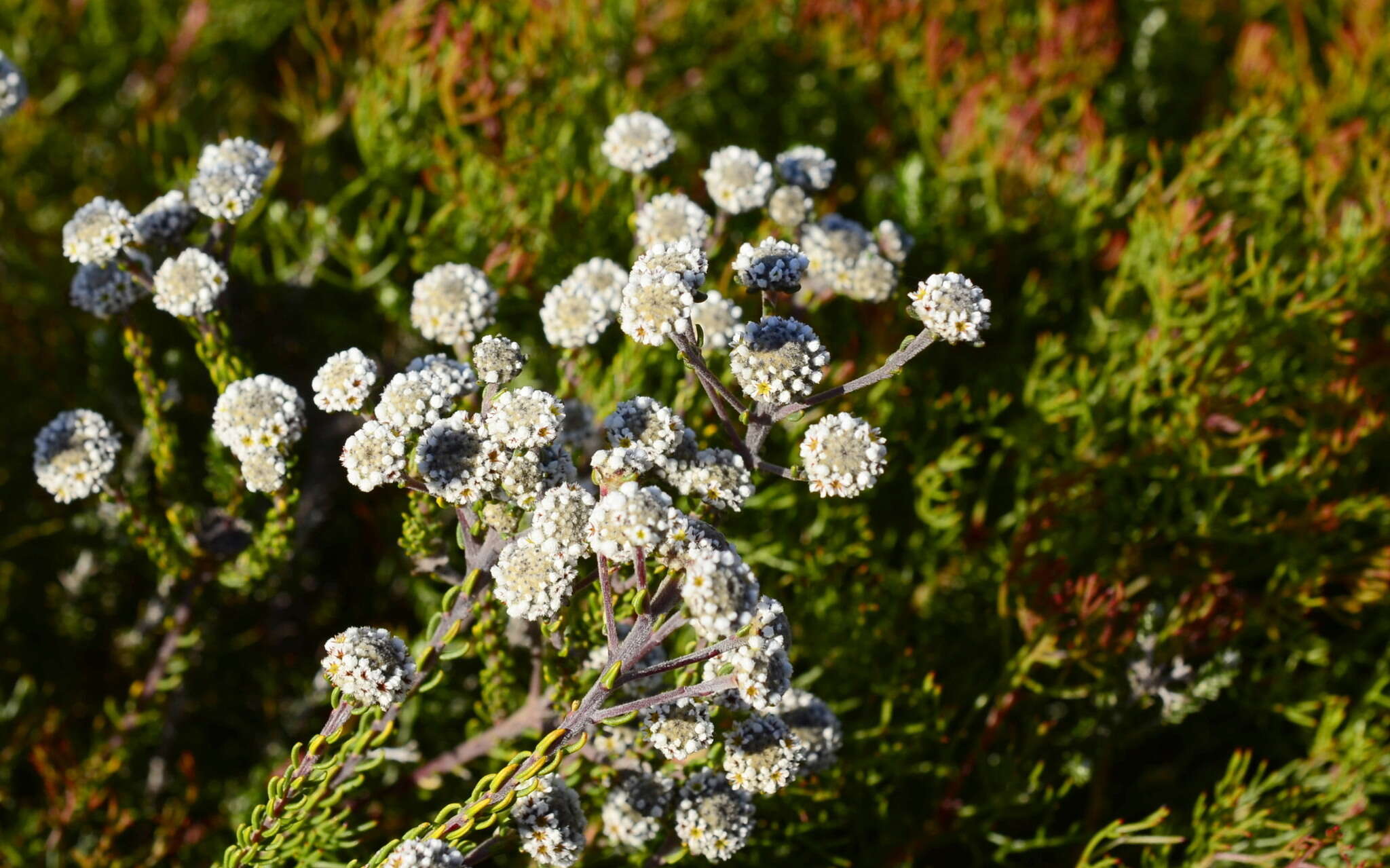 Image of Phylica selaginoides Sond.