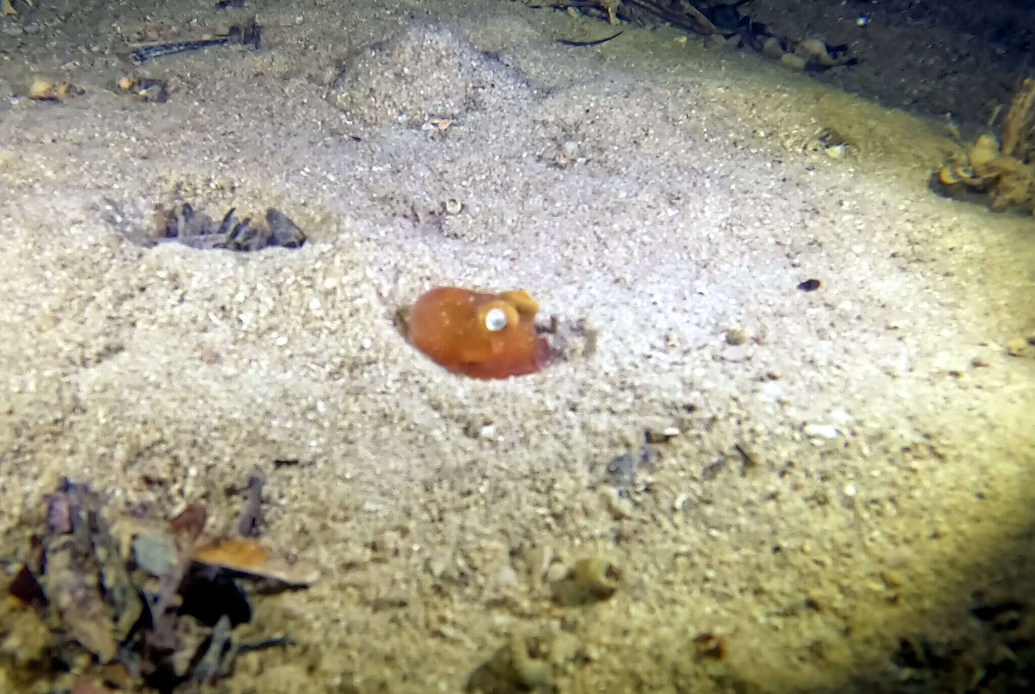 Image of Southern Bottletail Squid