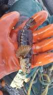 Image of Marbled Sculpin