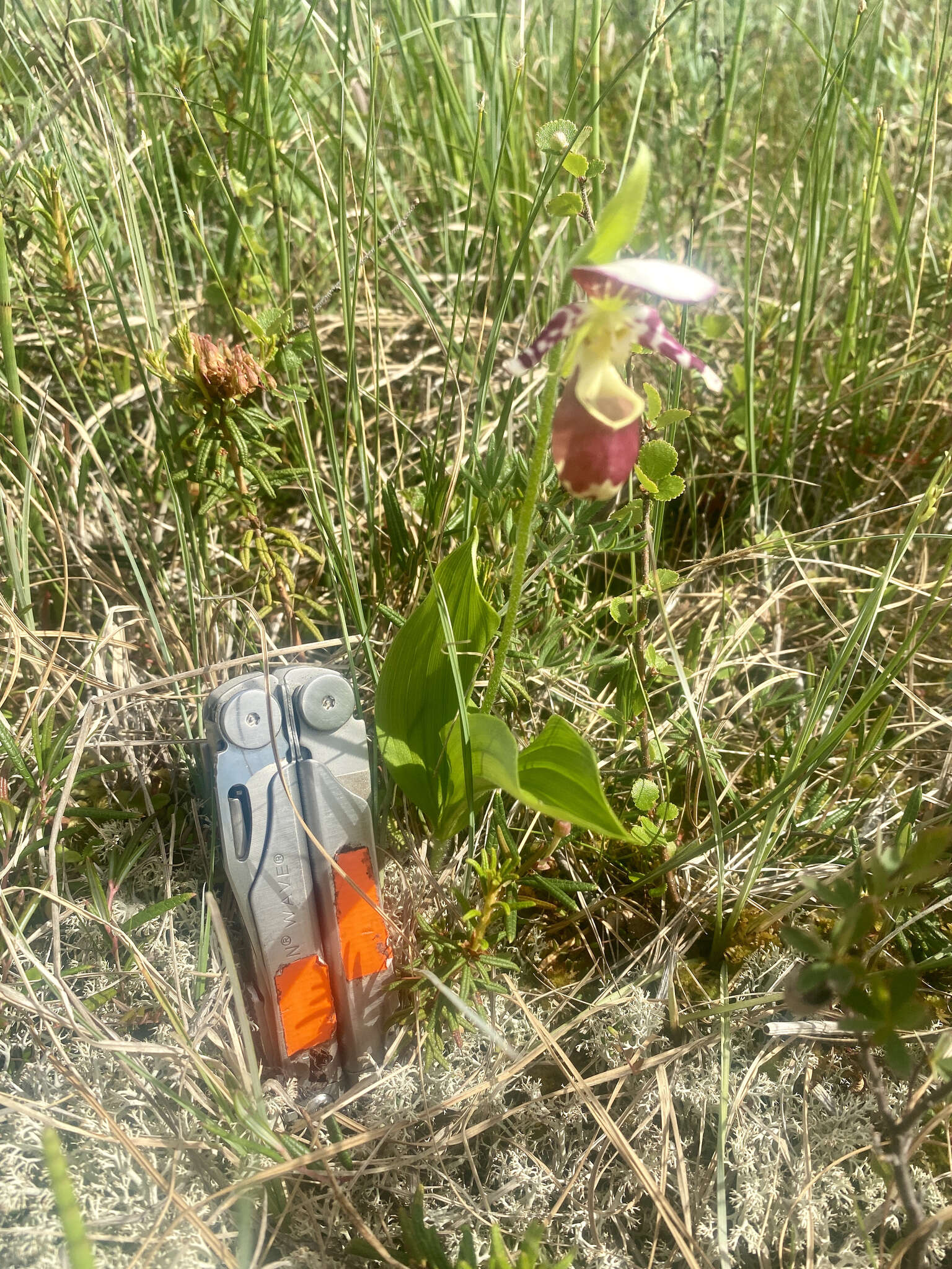 Image of hybrid ladyslipper