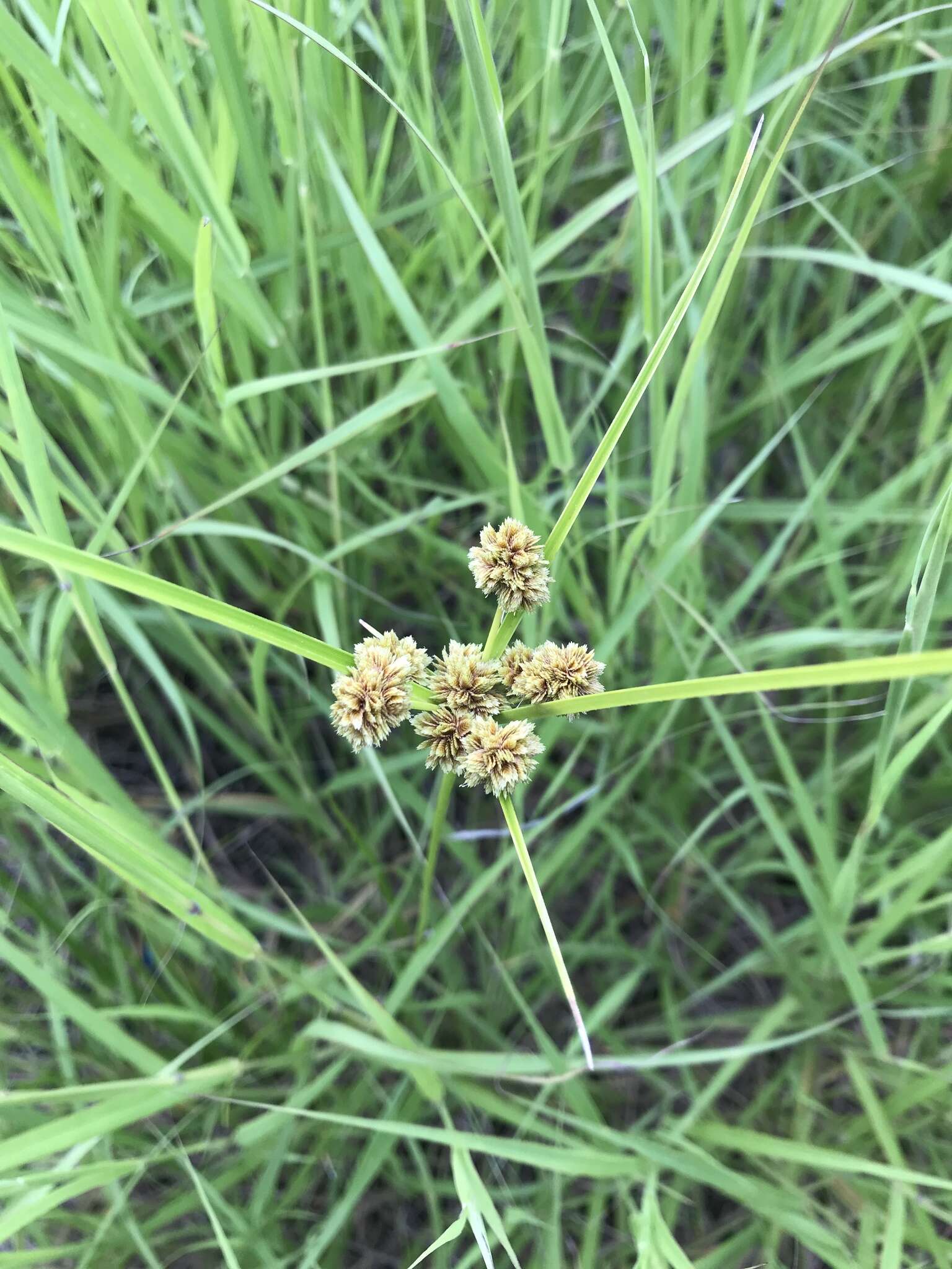 Image of woodrush flatsedge