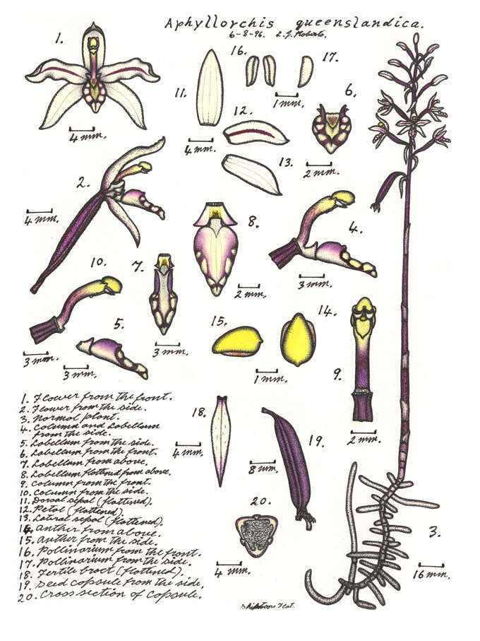 Image of Aphyllorchis queenslandica Dockrill