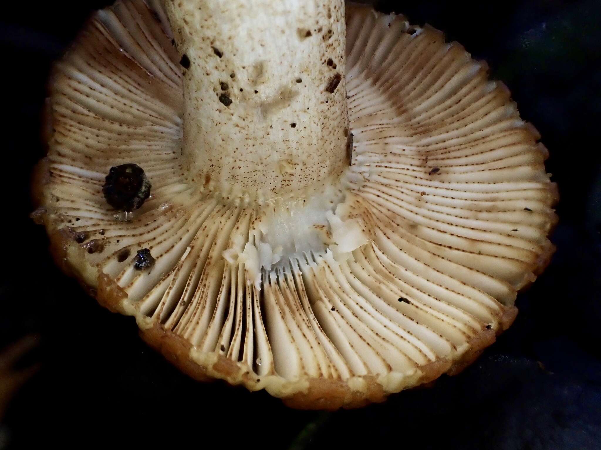 Image of Russula senecis S. Imai 1938