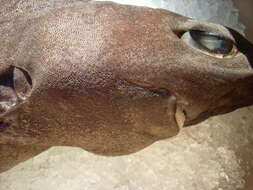 Image of Deepwater Spiny Dogfish