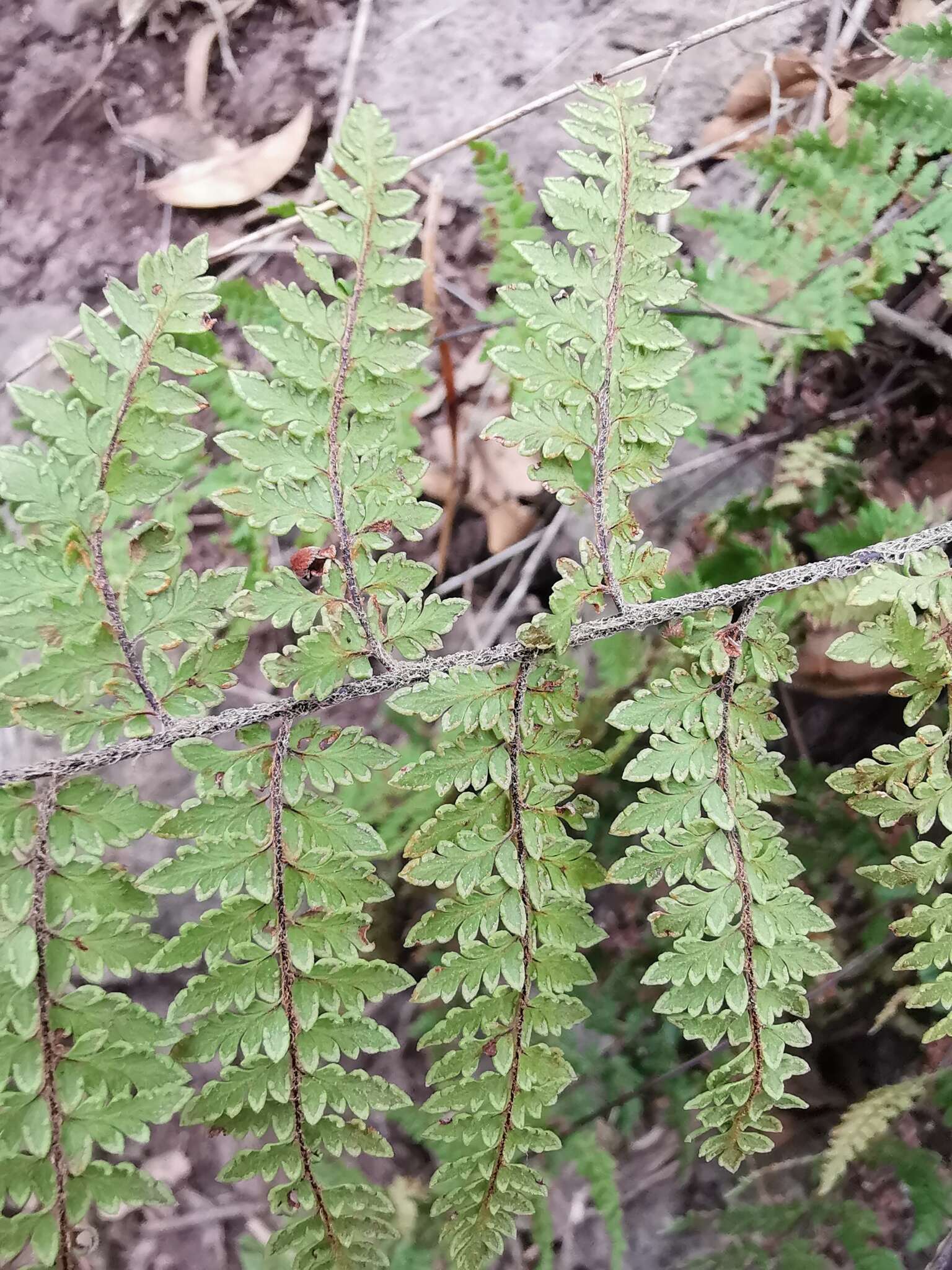 Image of Myriopteris microphylla (Sw.) Grusz & Windham