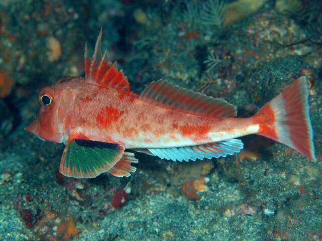 Image of Redbanded searobin