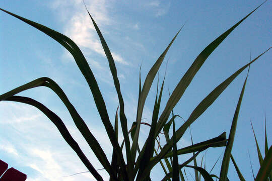 Image of sugarcane