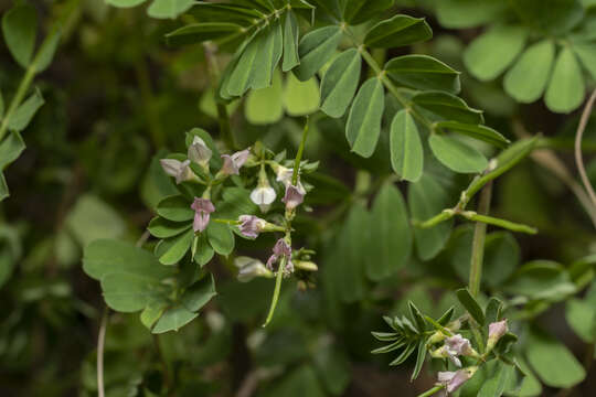 Image of Cretan crownvetch